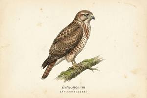 Eastern Buzzard illustration