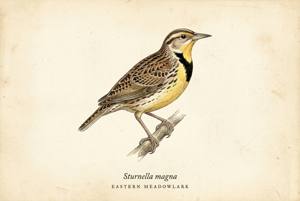 Eastern Meadowlark illustration
