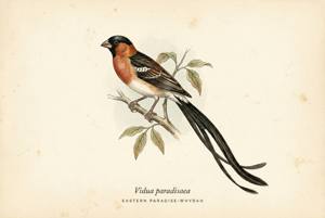 Eastern Paradise-Whydah illustration