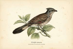 Eastern Plantain-eater illustration