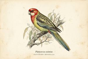 Eastern Rosella illustration