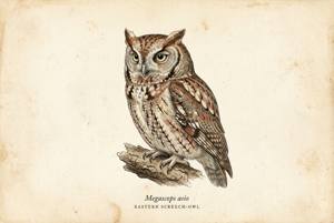 Eastern Screech-Owl illustration