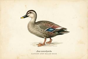Eastern Spot-billed Duck illustration