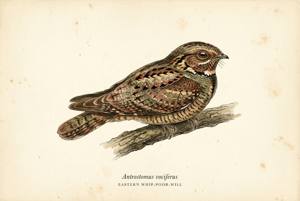 Eastern Whip-poor-will illustration