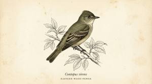 Eastern Wood-Pewee illustration