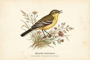 Eastern Yellow Wagtail illustration