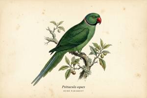 Echo Parakeet illustration