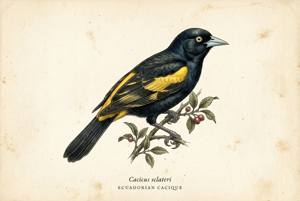 Ecuadorian Cacique illustration