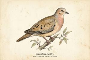 Ecuadorian Ground Dove illustration