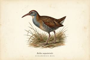 Ecuadorian Rail illustration