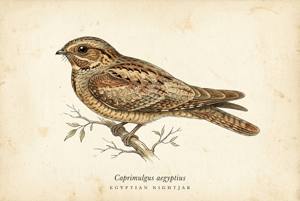 Egyptian Nightjar illustration