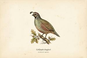 Elegant Quail illustration