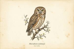 Elf Owl illustration
