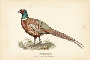 Elliot's Pheasant illustration