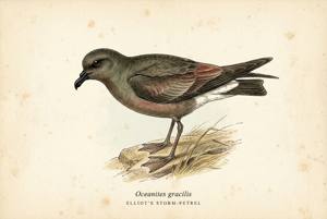Elliot's Storm-Petrel illustration