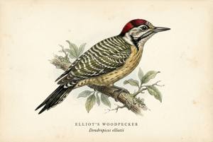 Elliot's Woodpecker illustration