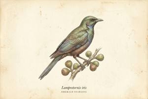 Emerald Starling illustration