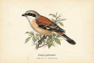 Emin's Shrike illustration