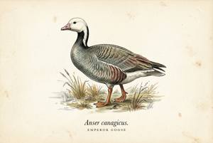 Emperor Goose illustration