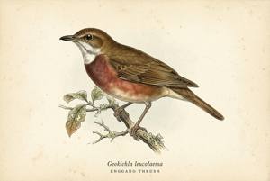 Enggano Thrush illustration