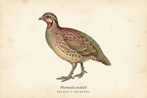 Erckel's Spurfowl illustration