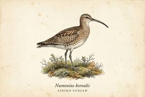 Eskimo Curlew illustration