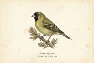 Ethiopian Siskin illustration