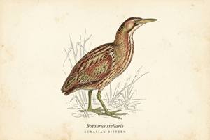 Eurasian Bittern illustration