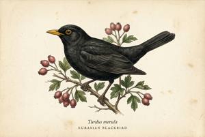 Eurasian Blackbird illustration