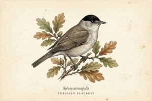 Eurasian Blackcap illustration