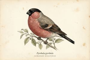 Eurasian Bullfinch illustration