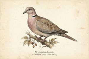 Eurasian Collared-Dove illustration