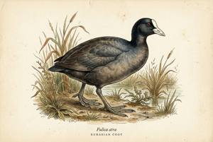 Eurasian Coot illustration
