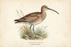 Eurasian Curlew illustration