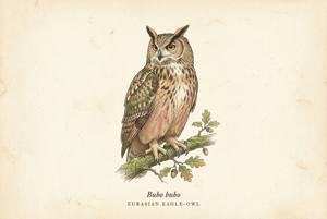 Eurasian Eagle-Owl illustration