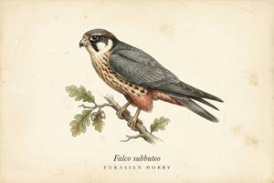 Eurasian Hobby illustration