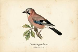 Eurasian Jay illustration