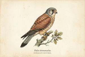Eurasian Kestrel illustration