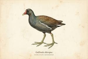 Eurasian Moorhen illustration