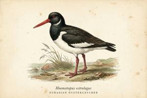 Eurasian Oystercatcher illustration