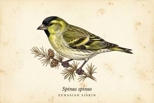 Eurasian Siskin illustration