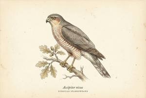 Eurasian Sparrowhawk illustration