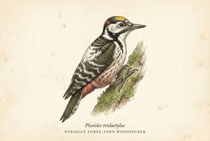 Eurasian Three-toed Woodpecker illustration