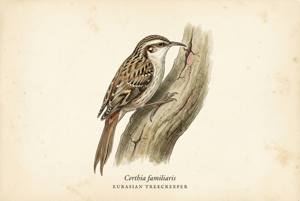 Eurasian Treecreeper illustration