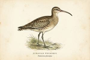 Eurasian Whimbrel illustration