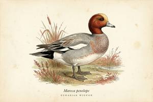 Eurasian Wigeon illustration