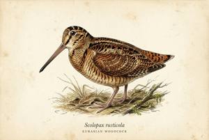 Eurasian Woodcock illustration