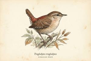 Eurasian Wren illustration