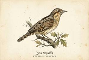 Eurasian Wryneck illustration
