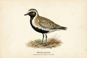 European Golden-Plover illustration